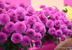 Delifor's Dropshot was shown for the first time at the fair. A very promising variety due to its colour, with dark heart and good shelf life. Will be planted large right away in the Netherlands.